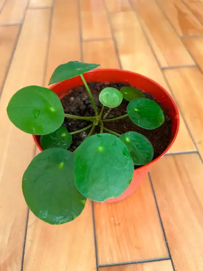 Pilea peperomioides 镜面䓍 Pot size: Top diameter 10cm Bottom diameter 7cm Height/Depth 8.2cm Benefits...