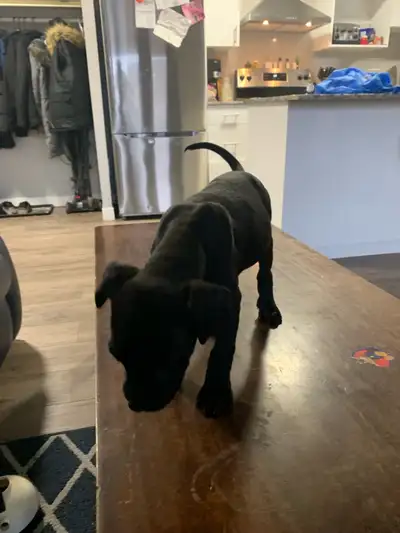 9 week puppy , View more