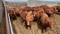 Open Red Angus Replacement Heifers