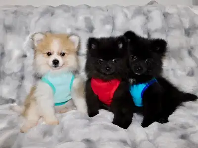 Pomeranian and (smalls) Pomeranian puppies, View more