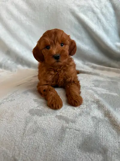F1B Mini Goldendoodle Puppies!!, View more