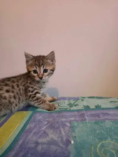 Chatons Bengal Mix à vendre !!, View more