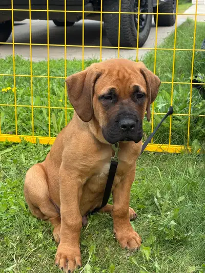 4 month English mastiff , View more