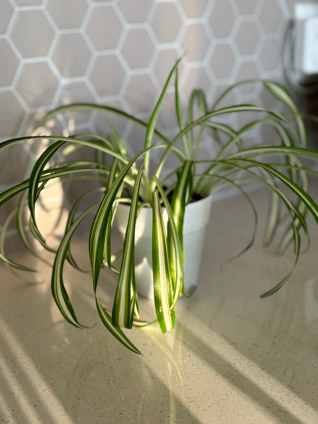 Spider Plant  in Plants, Fertilizer & Soil in Calgary