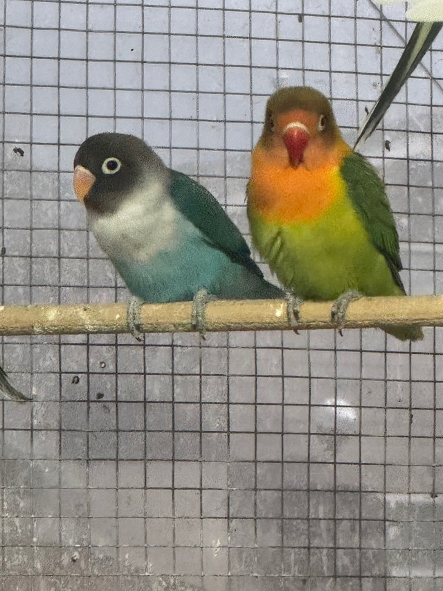 Fisher love birds in Birds for Rehoming in Abbotsford