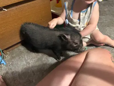 pot bellied piglet , View more