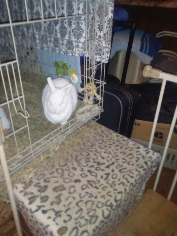 Albino rabbit for sale in Small Animals for Rehoming in Moncton
