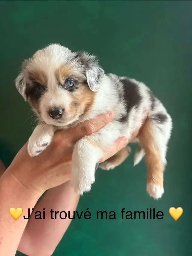 Superbe Portée de Chiots Berger Australien in Dogs & Puppies for Rehoming in Longueuil / South Shore - Image 7