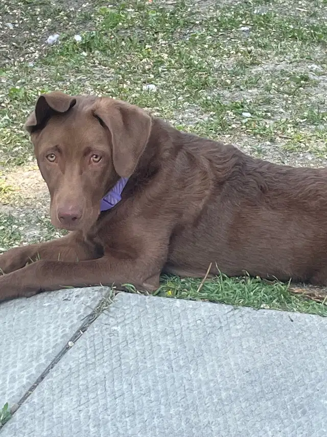 Need gone by end of the month or your best offer in Dogs & Puppies for Rehoming in Winnipeg - Image 3