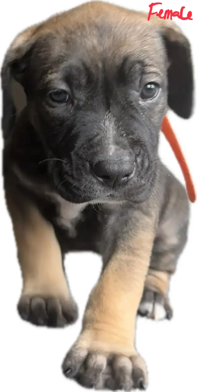Belgian Mal x Puppies for sale in Dogs & Puppies for Rehoming in St. Catharines - Image 5