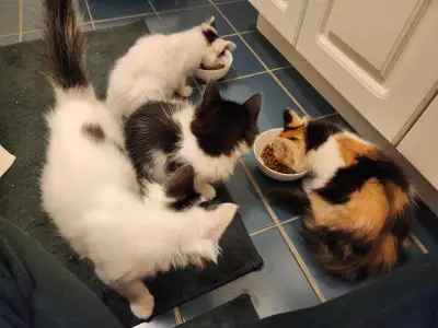 Four (4) kittens available for rehoming immediately. They look to be approximately 3 months old. The...