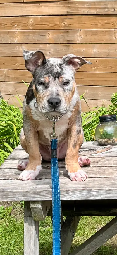 Looking for Forever Home, View more