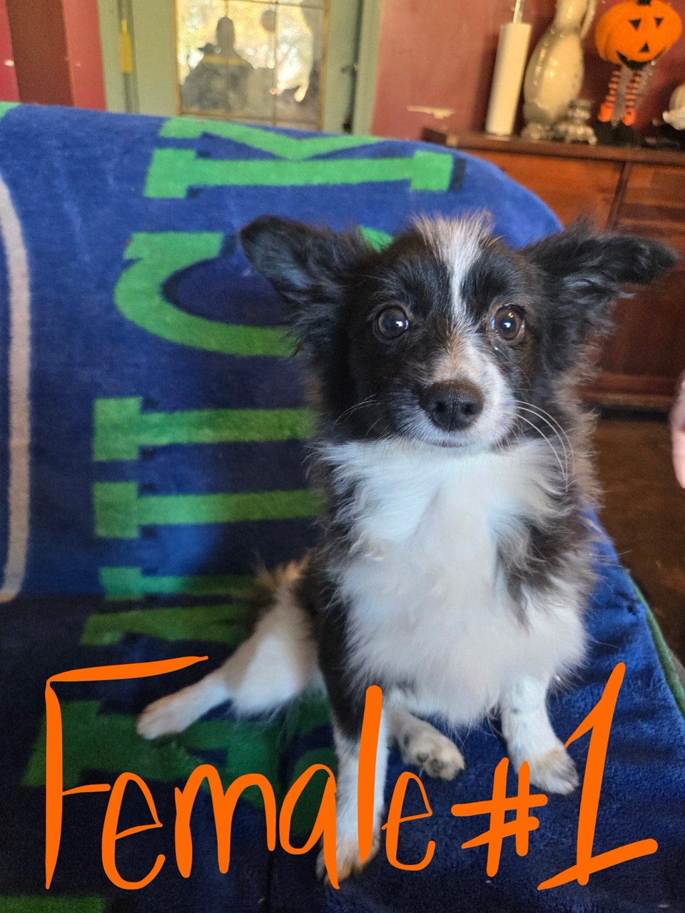 GOING FAST adorable, trained pups looking for new homes | Dogs ...