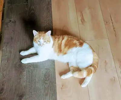Beau chat mâle de 7 mois – affectueux et joueur Description : Je vends un magnifique chat mâle de 7...