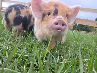 petting zoo kunekune barrows, View more