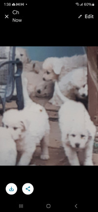 Great Pyrenees Mountain Dog Puppies for sale!