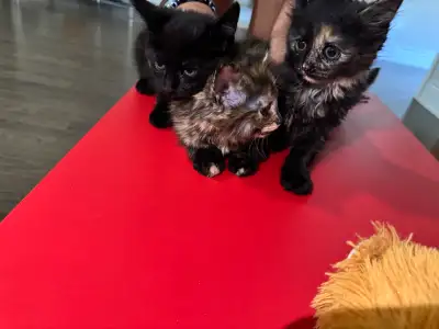 Kitten for sale , View more