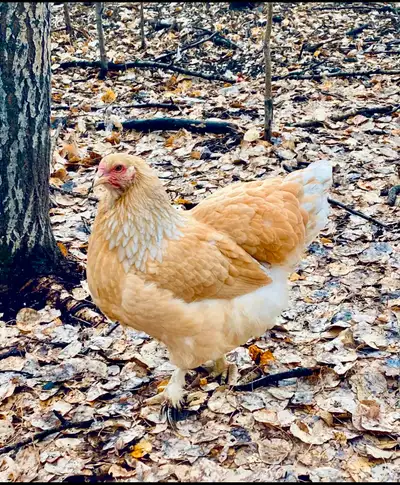 BYM Chicks & Fertile eggs, chance of Pure Brahmas, View more