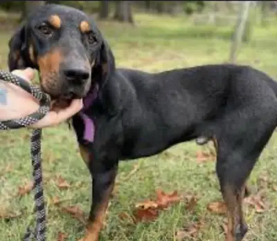 blue tick coon hound, View more