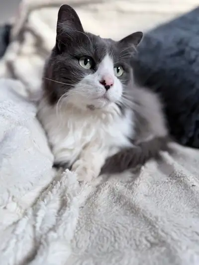 Sophie needs a loving quiet home, View more