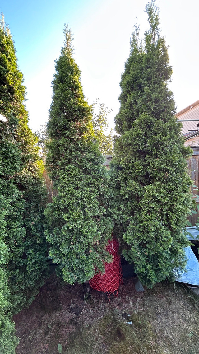 free live cedar trees in Free Stuff in Ottawa - Image 2