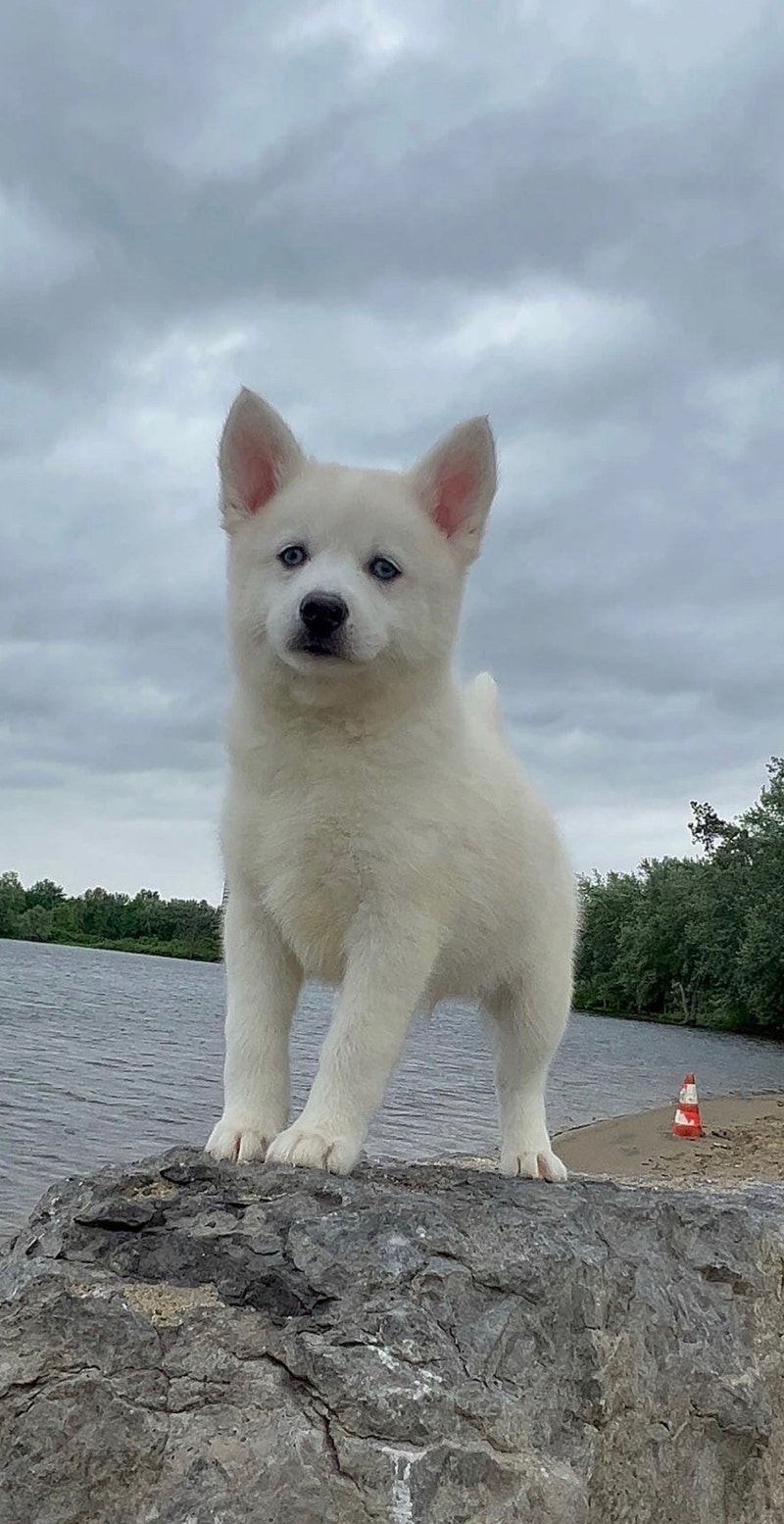Mini husky Dogs & Puppies for Rehoming Ottawa Kijiji