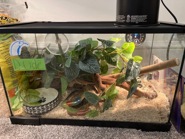  10 gallon reptile enclosure in Other in Timmins