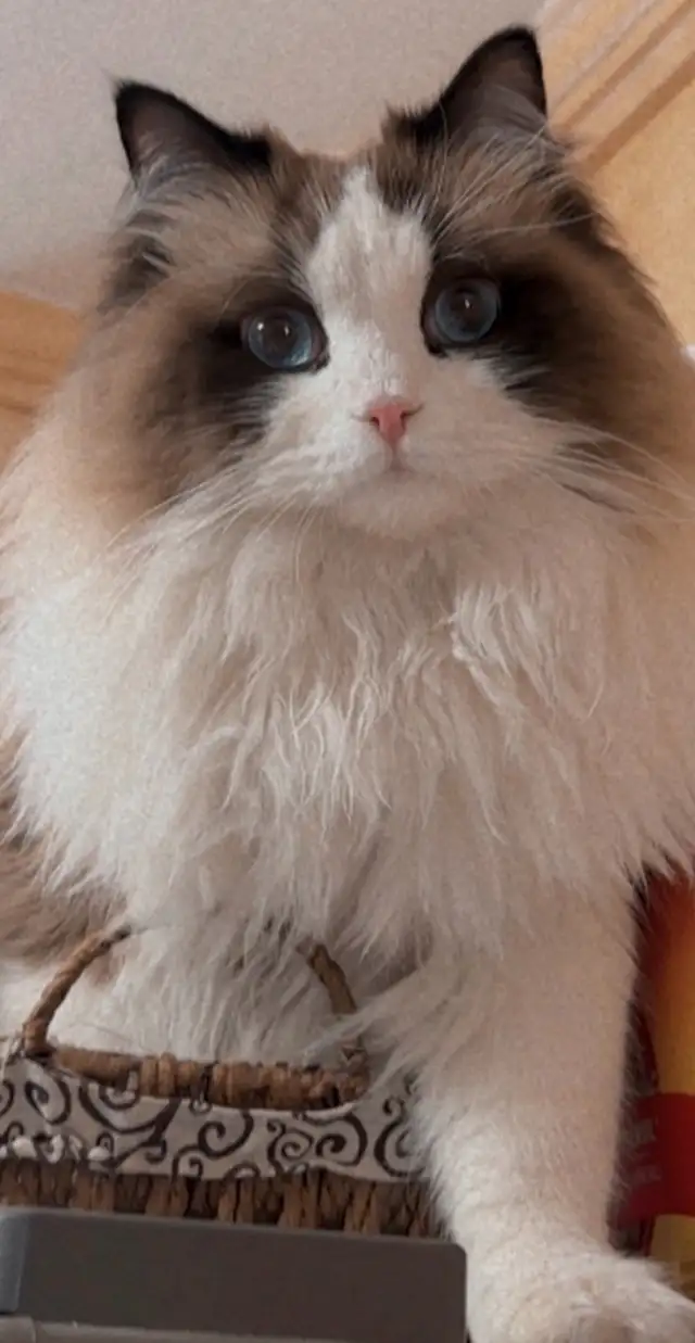 chat ragdoll