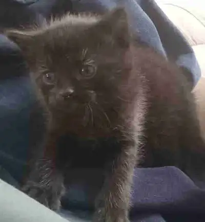 2 chatons à donner, View more