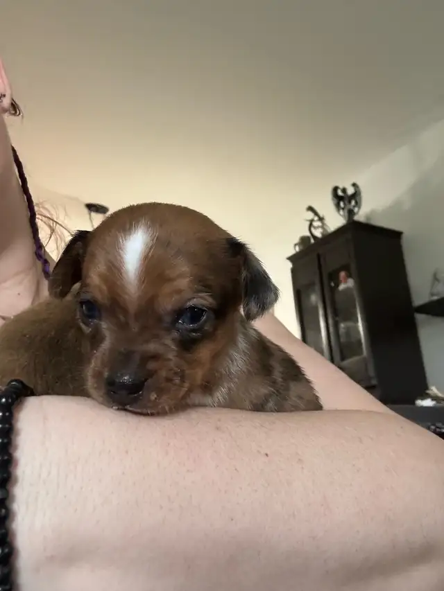 Chihuahua in Dogs & Puppies for Rehoming in Lanaudière - Image 9