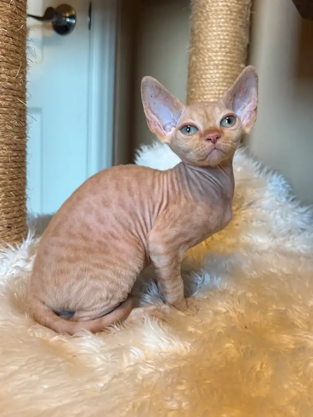 Devon rex & Maine Coon pure race enregistré TICA in Cats & Kittens for Rehoming in Québec City - Image 4