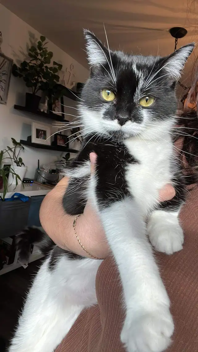 Chatte de 3 ans  in Cats & Kittens for Rehoming in Saint-Jean-sur-Richelieu - Image 3