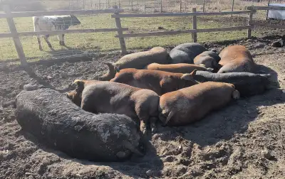 I've got several bred sows and gilts looking for a new home. These gals are ready to farrow this mon...
