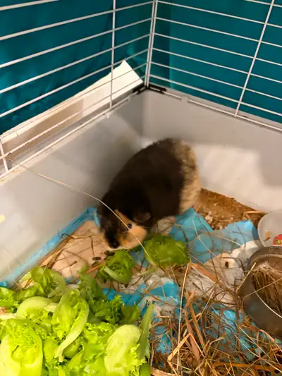 Free guinea pig, View more