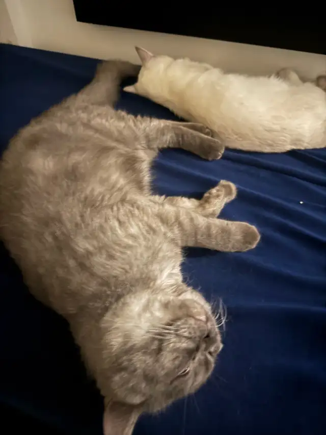 cat for sale Male British Shorthair in Cats & Kittens for Rehoming in Delta/Surrey/Langley - Image 4