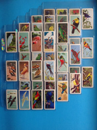 Vintage Brooke Bond (Red Rose) ~ Tropical Birds ~ Complete Set