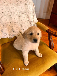 Golden Pyrenees Puppies, Family Raised, Ready Feb 29