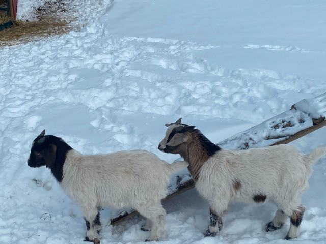 Baby goats in Livestock in Calgary - Image 4