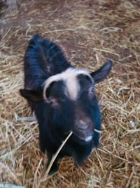 Dwarf Nigerian Goat