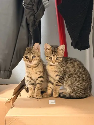 Bengal kittens, View more