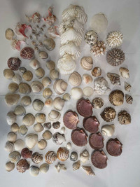 Huge collection of seashells 138 shells
