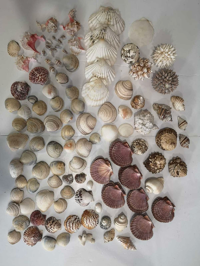 Huge collection of seashells 138 shells in Hobbies & Crafts in Oshawa / Durham Region