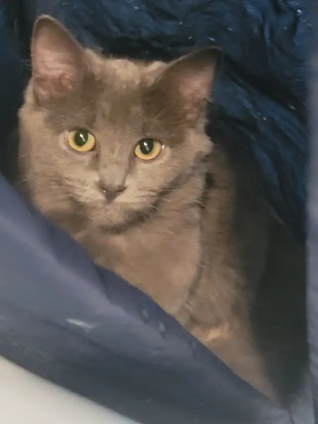Blankinette et nounours se cherchent une famille pour la vie! in Cats & Kittens for Rehoming in Trois-Rivières - Image 5