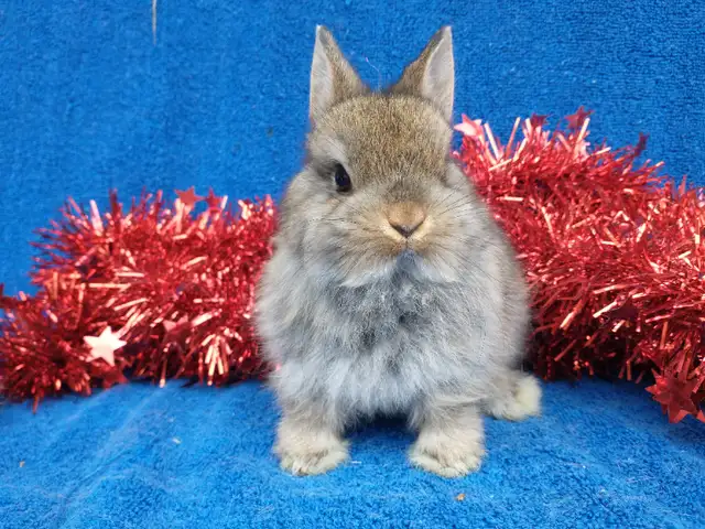 EXTRAORDINAIRE bébé lapin nain néerlandais* Netherland Dwarf in Small Animals for Rehoming in City of Montréal - Image 3