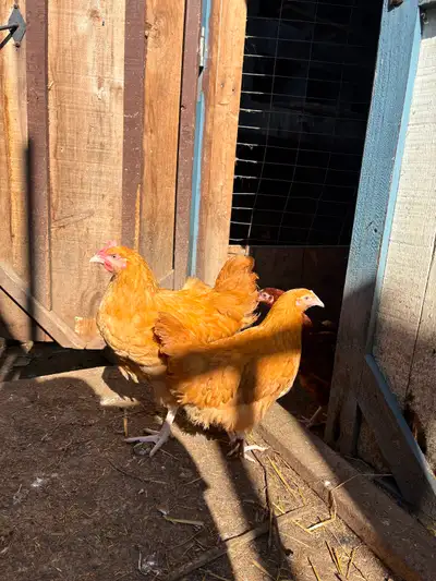 Pair of Buff Orpington Chickens, View more