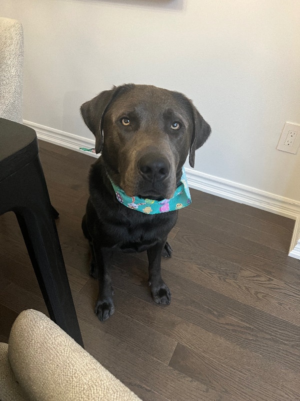 Adopt Charcoal Labrador Retriever Dogs & Puppies for Rehoming City