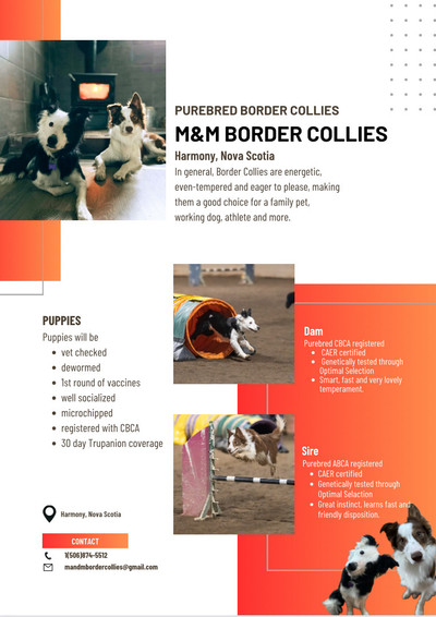 Purebred Border Collie Puppies