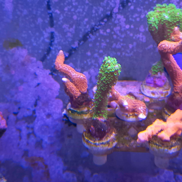 montiporia frags in Fish for Rehoming in Barrie - Image 2