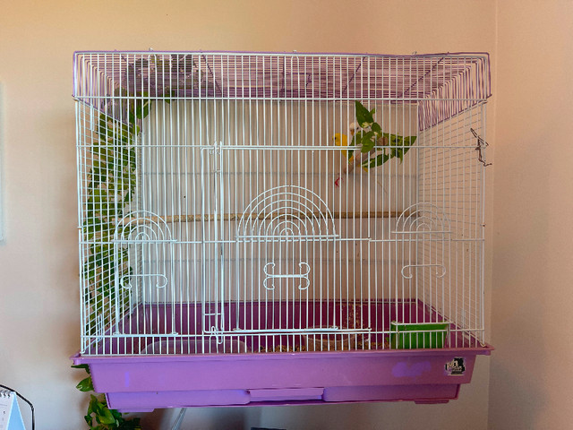 Pair ofParakeets for rehoming in Birds for Rehoming in Burnaby/New Westminster - Image 3