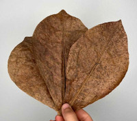 Premium Almond/ Cattapa Leaves 